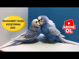 Muhabbet Kusu Kizistirma Sesi Muhabbet Kusu Ciftlestirme Sesi Muhabbet Kusunuz Cildiracak Youtube