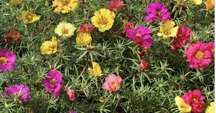 We did not find results for: Portulaca Plant Care Tips For Growing Rose Moss