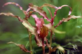 Image result for Murdannia