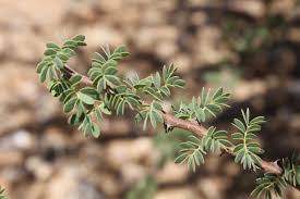 Image result for Acacia mellifera