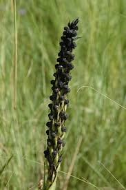 Image result for Corycium dracomontanum