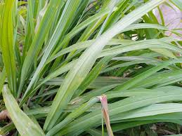 Image result for Cymbopogon nardus