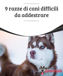 9 Razze Di Cani Difficili Da Addestrare My Animals Razze Di Cani Cani Addestramento Cani