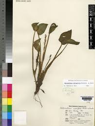 Image result for Heteranthera callifolia