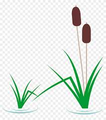 Pin the clipart you like. Transparent Pond Clipart Cat Tail Plant Cartoon Hd Png Download 958x1027 6855975 Pngfind