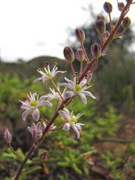 Image result for Pseudoprosopis