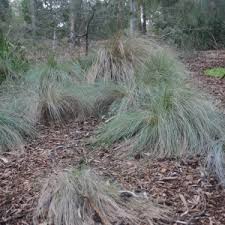 Image result for Alloteropsis semialata