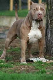 Pin On Dogs