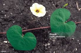 Image result for Ipomoea obscura