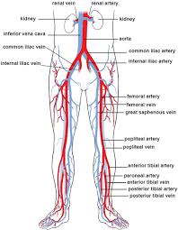 Use key choices to identify the blood vessel tunic described. Illustrations Of The Blood Vessels