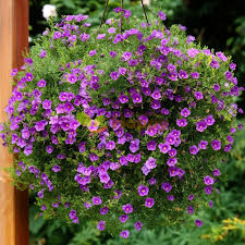 Image result for Nierembergia hippomanica