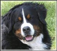 Use the buttons below to sort our available pups by gender or breed. Sunshine Bernese Bernese Mountain Dogs