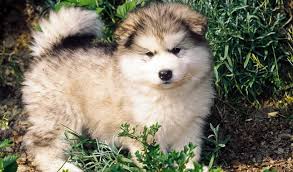 Maybe you would like to learn more about one of these? Alaskan Malamute Breed Information