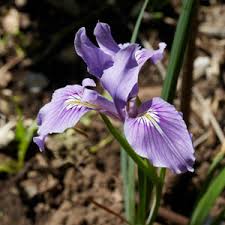 Image result for Obetia tenax