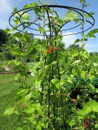Supporting wisteria vines learn how to grow it against a wall or up an arbor. I Want To Train My Wisteria As Free Standing Bbc Gardeners World Magazine
