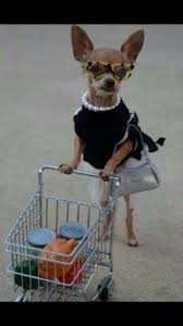 Lady Gaga On Twitter My Mom Just Sent This To Me Oh Lord This Chihuahua Must Have Just Been Listening To Cheektocheek Http T Co W9bthy6yyc
