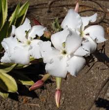Image result for Pachypodium saundersii