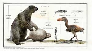 When Size Does Matter Big Beasts Last Of The Giants In Pictures Ground Sloth Extinct Animals Animals