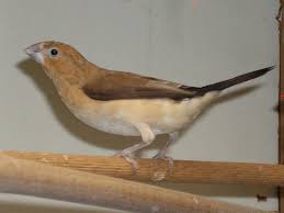 Silberschnabelchen Silber