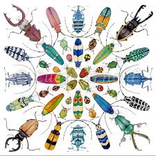 beautiful beetles painting by lucy arnold