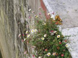 Image result for Erigeron steudelii