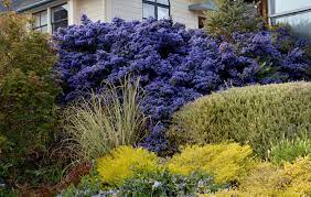 We did not find results for: Ceanothus Julia Phelps Buy Online At Annie S Annuals