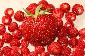 Learn more about our work in georgia. Erdbeeren Nabu
