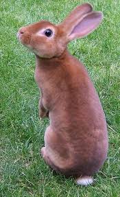 Another S Top Ten Easter Bunnies Rabbit Breeds Pet Rabbit Cute Animals