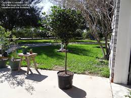 We did not find results for: Specialty Gardening Huge First Love Gardenia 1 By Aslan89