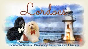 3 girls & 3 boys $3000.00. Havanese Puppies For Sale Punta Gorda Fl Havanese Litters