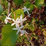 Image result for Carissa spinarum