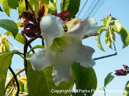 Image result for Beaumontia