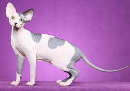 Pet breeder in windsor, ontario. Sphynx Breeders