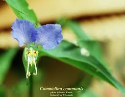 Image result for Commelina schweinfurthii