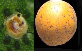 If you've got scale on your citrus trees, you'll probably also notice that there are ants crawling over your tree too. Red Scale