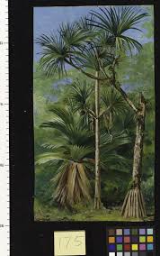 Image result for Pandanus chiliocarpus