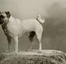 Pug History Origins Of The Ancient Wrinkly Companion Dog American Kennel Club