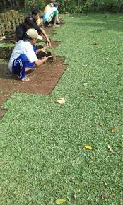 Setelah mengikuti tips cara menanam rumput gajah mini dengan baik dan benar, rumput gajah mini akan tumbuh subur dan lebat seperti yang kita harapkan. Rumput Gajah Mini Lodoyo Blitar Dari Lahan Kita Di Malang Tahun 2021 Rumput Taman Malang
