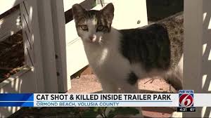 Our highly trained and experienced staff of veterinarians, veterinary technicians, and support staff treat each of your pets as if they were our own. Florida Man Says He Shot Cat That Pooped In His Yard