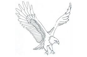 Kutilang indonesia memperkenalkan burung sejak dini. Download Sketsa Gambar Burung Elang Ini Teknik Mewarnainya