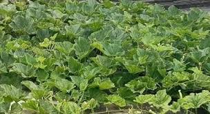 Image result for Lagenaria rufa