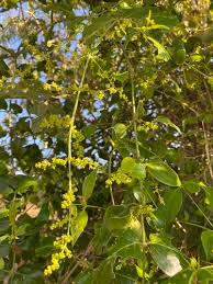 Image result for Azima