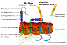 Sie spalten diese verbindungen hydrolytisch. Adam Metalloproteasen Wikipedia