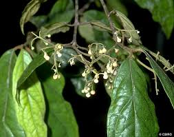 Image result for Alchornea laxiflora