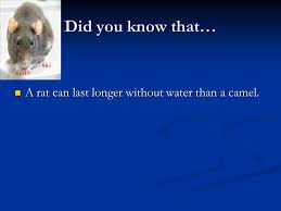 Giraffes can actually last longer without drinking water than camels! Did You Know That Subject Englishteacher A Petkoska Students Boban Micoski Vafire Muharemi Ppt Download