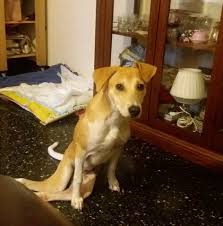 Finalmente un comandante dell'arma con gli attributi,la nostra speranza,la speranza del supu, e' quella che la forte personalita' di comandante di uomini non si accompagni a personaggi politici e governativi. Senegal Pet Rescue Home Facebook