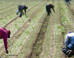 Farm Work Program Leaves Women Vulnerable To Sexual Violence The Tyee