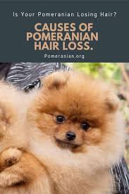 Dog hair loss is typically an obvious condition and can occur at any age, in any breed, and anywhere on the body. Pomeranian Losing Hair Causes Of Pomeranian Hair Loss Explained