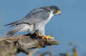 Последние твиты от صقر شاهين (@sultanhilal2020). 14 Ø´Ø§Ù‡ÙŠÙ† Ø§Ù„ØµÙ‚Ø± Ø§Ù„Ø¬ÙˆØ§Ù„ Ideas Peregrine Falcon Animals Peregrine