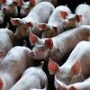 Imagen de la noticia para site:https://lta.reuters.com/ "carne de cerdo" de Reuters Latino América
